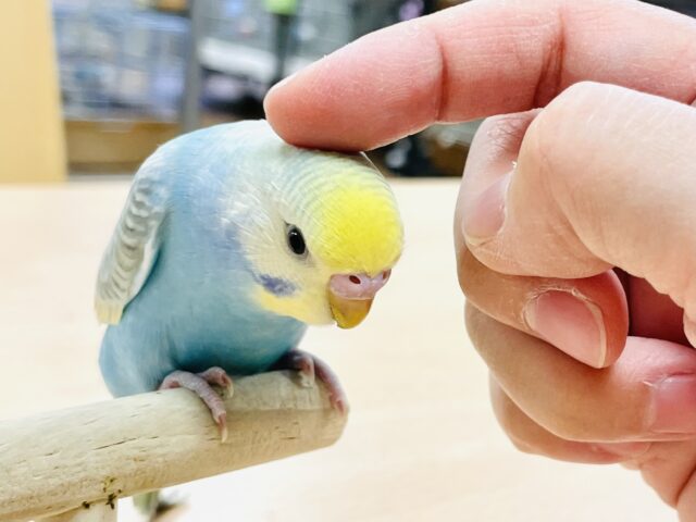 【最新画像】人が大好き🤍セキセイインコ(パステルレインボー)ヒナ🩵 セキセイインコ