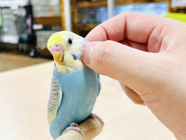 【最新画像】人が大好き🤍セキセイインコ(パステルレインボー)ヒナ🩵 セキセイインコ