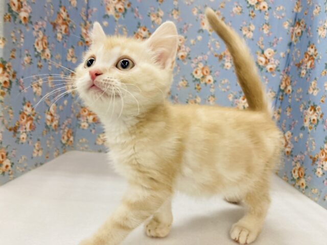 スコティッシュストレート