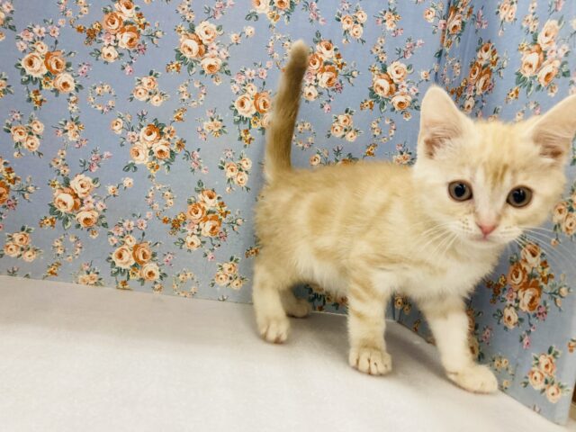 スコティッシュストレート