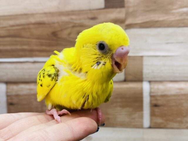 セキセイインコ
