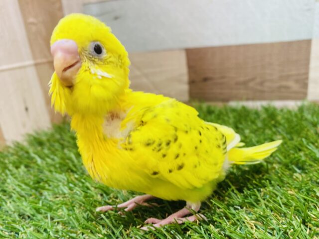 セキセイインコ