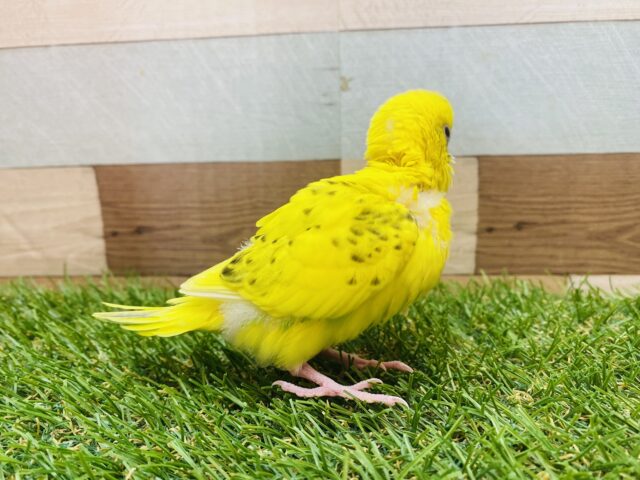 セキセイインコ