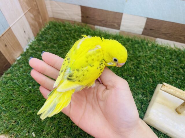 セキセイインコ