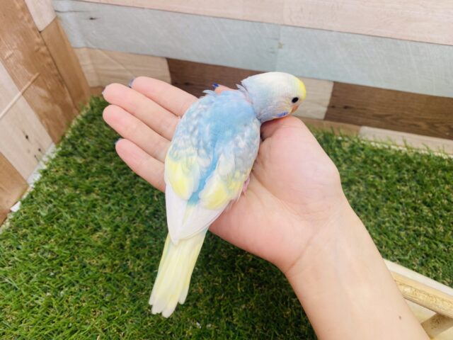 セキセイインコ