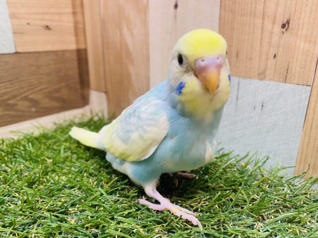 セキセイインコ