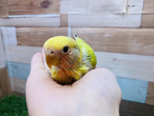 コザクラインコ（小桜インコ）