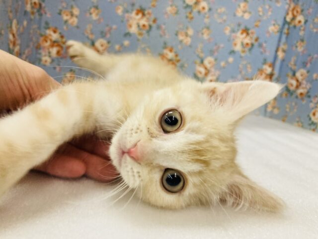 スコティッシュストレート