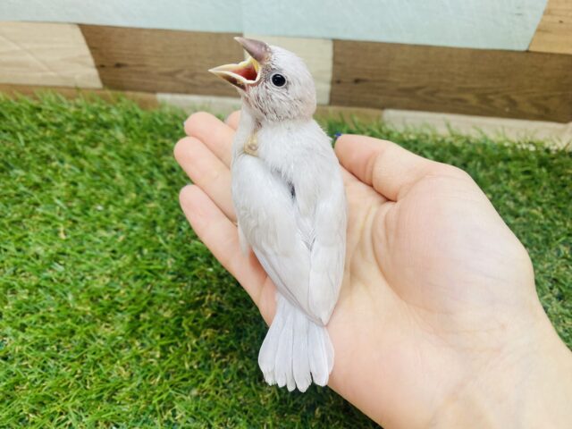シルバー文鳥