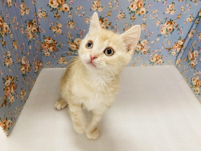 スコティッシュストレート