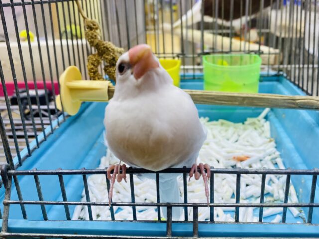 白文鳥