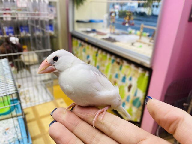 白文鳥