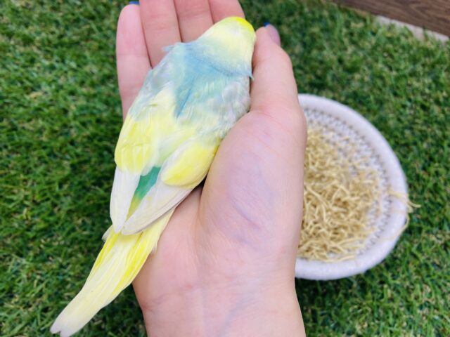 セキセイインコ