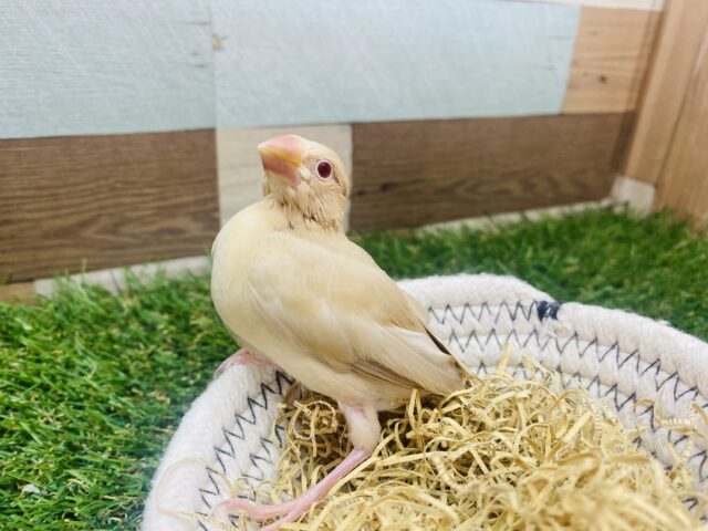 シナモン文鳥
