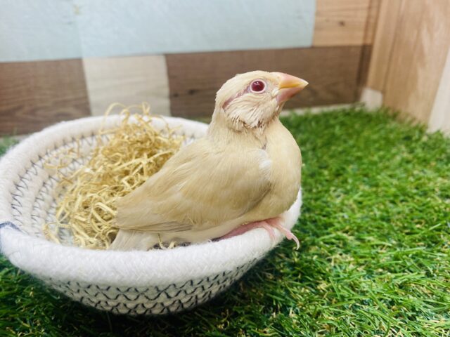 シナモン文鳥