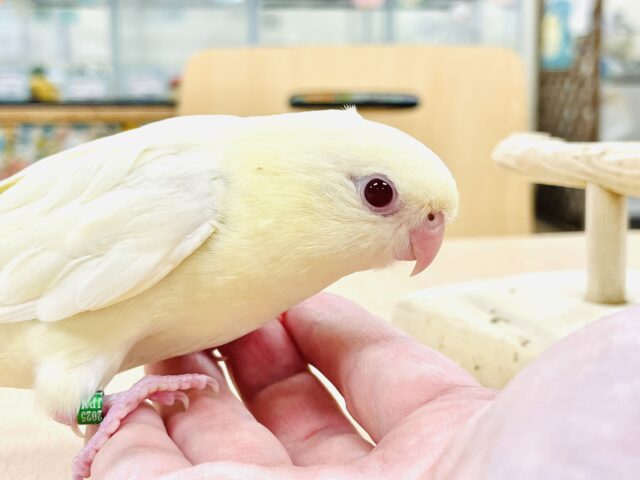 サザナミインコ