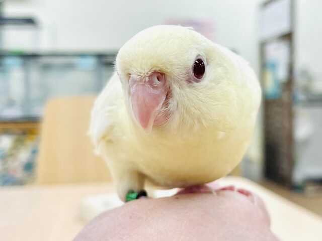 サザナミインコ