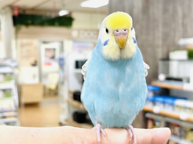 【最新画像】人が大好き🤍セキセイインコ(パステルレインボー)ヒナ🩵 セキセイインコ