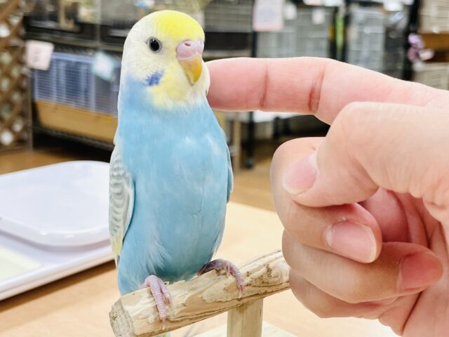 【最新画像】人が大好き🤍セキセイインコ(パステルレインボー)ヒナ🩵 セキセイインコ