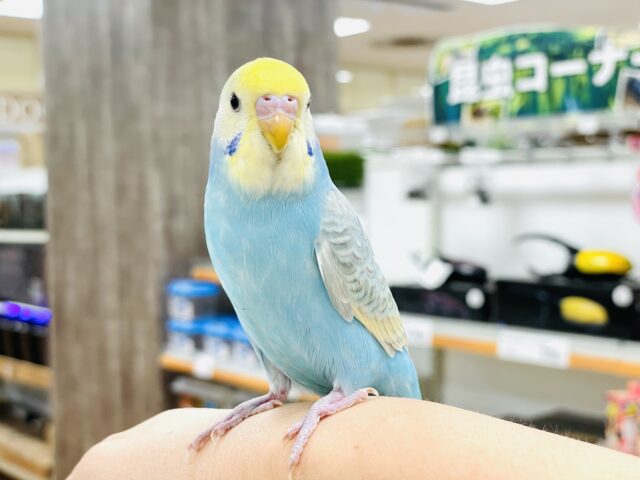 【最新画像】人が大好き🤍セキセイインコ(パステルレインボー)ヒナ🩵 セキセイインコ