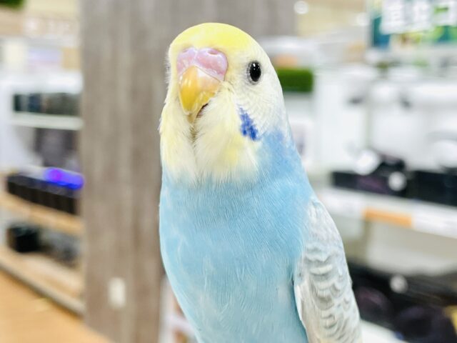 【最新画像】人が大好き🤍セキセイインコ(パステルレインボー)ヒナ🩵 セキセイインコ