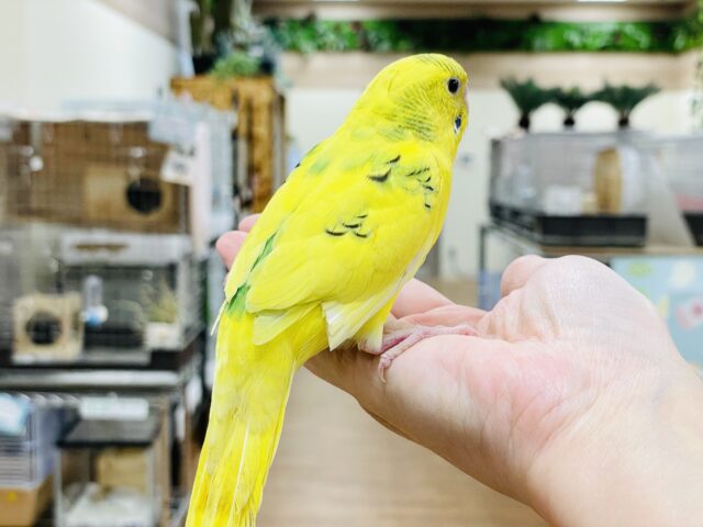 セキセイインコ
