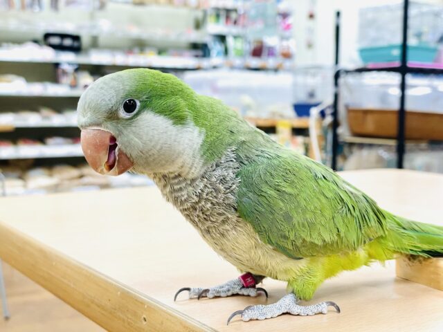オキナインコ