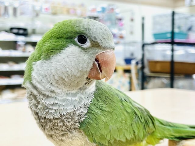 オキナインコ