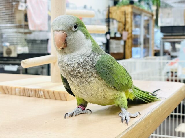 オキナインコ