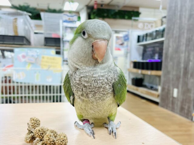 オキナインコ
