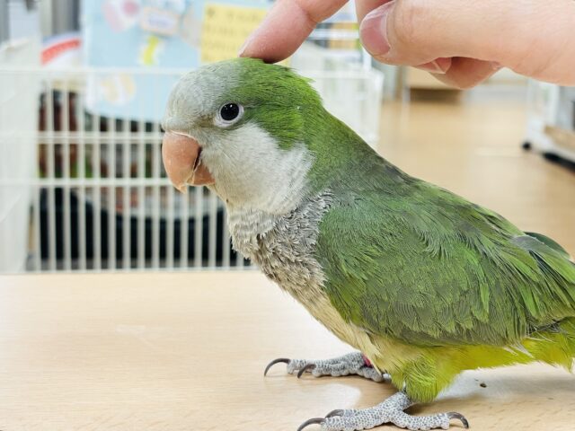 オキナインコ