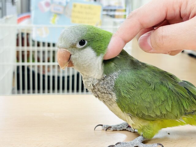 オキナインコ