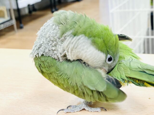 オキナインコ
