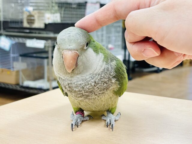 オキナインコ