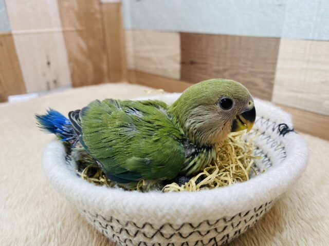 コザクラインコ（小桜インコ）