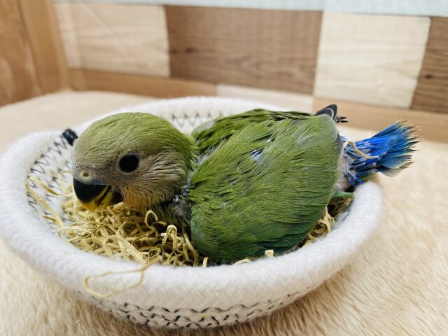 コザクラインコ（小桜インコ）
