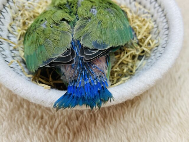 コザクラインコ（小桜インコ）