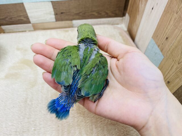 コザクラインコ（小桜インコ）