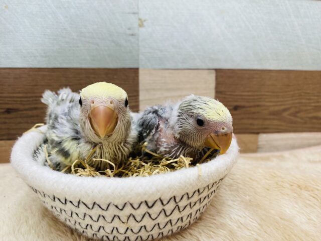 コザクラインコ（小桜インコ）