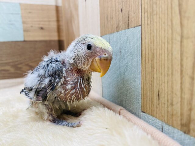 コザクラインコ（小桜インコ）