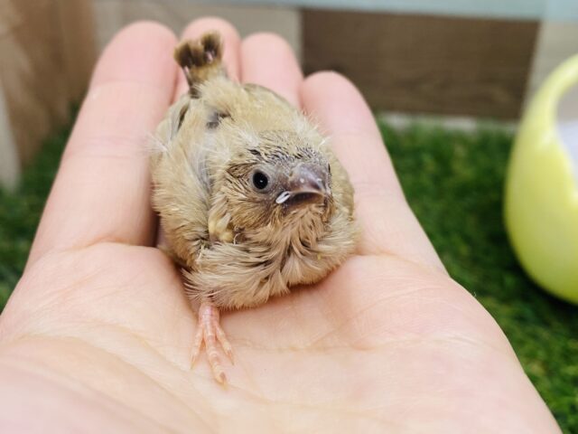 錦花鳥（キンカチョウ）