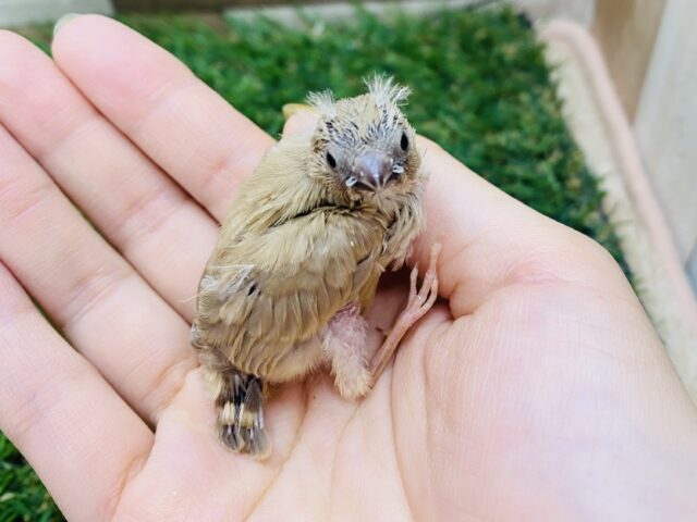 錦花鳥（キンカチョウ）