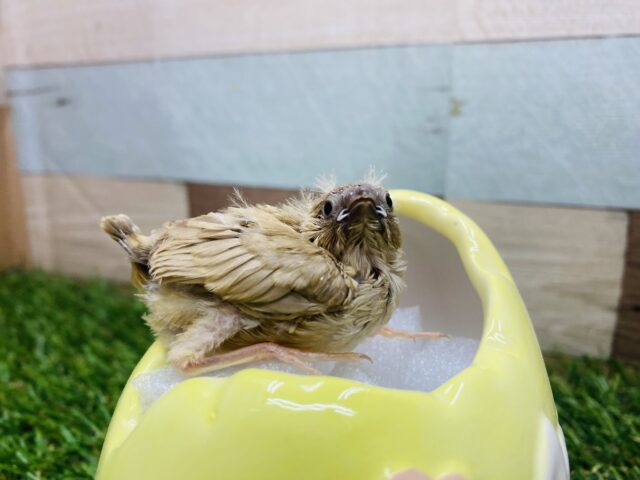 錦花鳥（キンカチョウ）