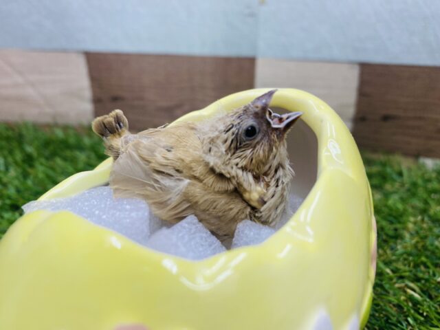 錦花鳥（キンカチョウ）