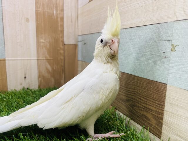 オカメインコ