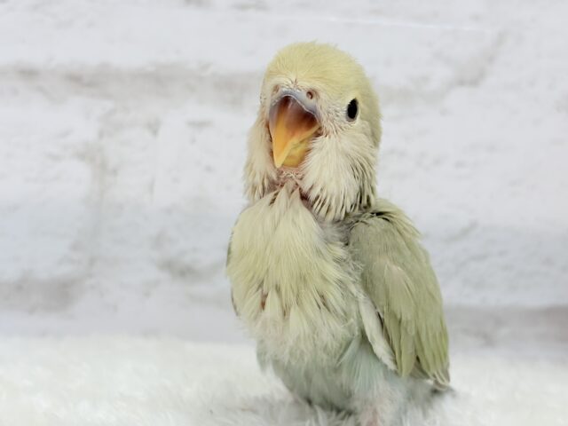 コザクラインコ（小桜インコ）