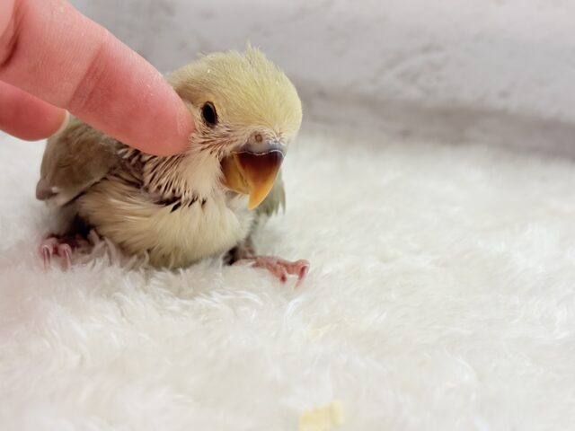 コザクラインコ（小桜インコ）