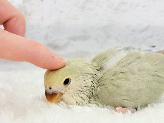 コザクラインコ（小桜インコ）