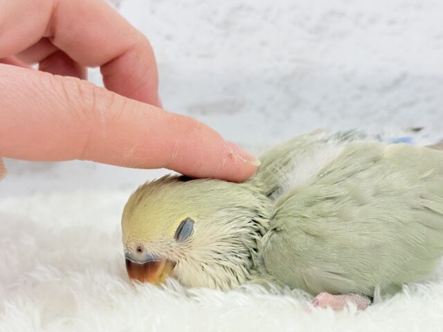 コザクラインコ（小桜インコ）