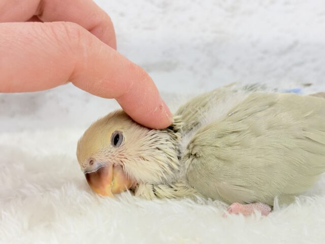 コザクラインコ（小桜インコ）